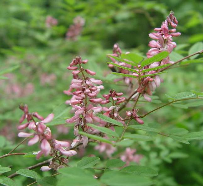長沙東日?qǐng)@林工程有限公司,長沙園林綠化工程,長沙綠化養(yǎng)護(hù)管理